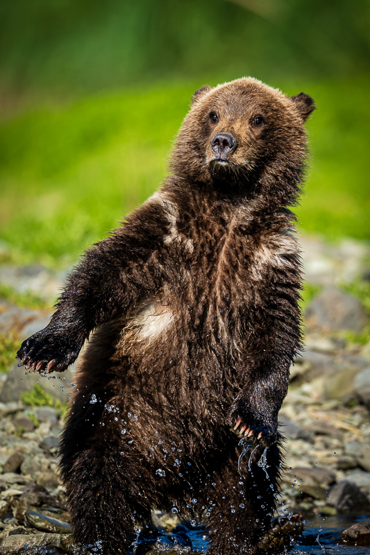 Alaska_Katmai-230817NIKON Z 911855.jpg