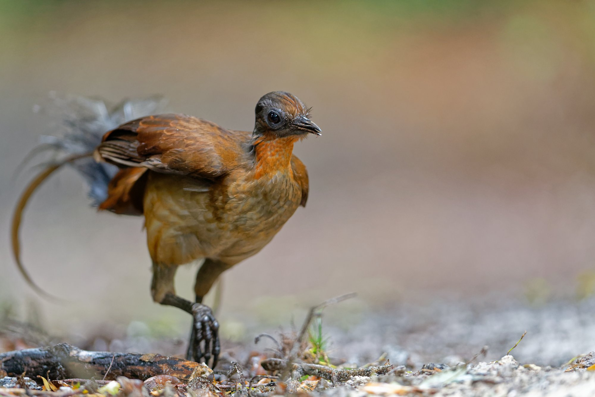 Alberts Lyrebird.jpg