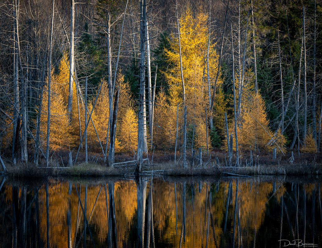 Algonquin Glow.jpg