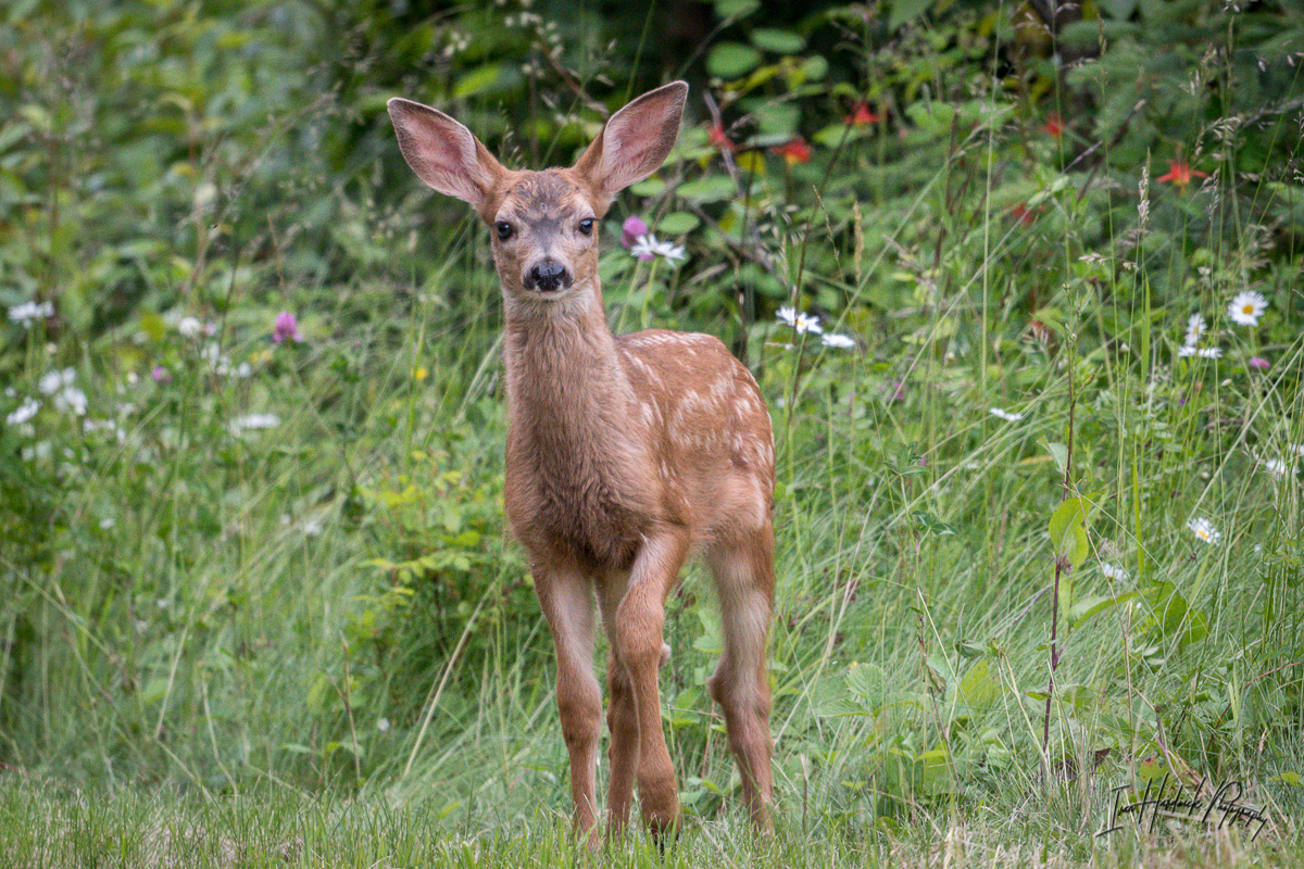 All Ears-0710-IMG_00001.jpg