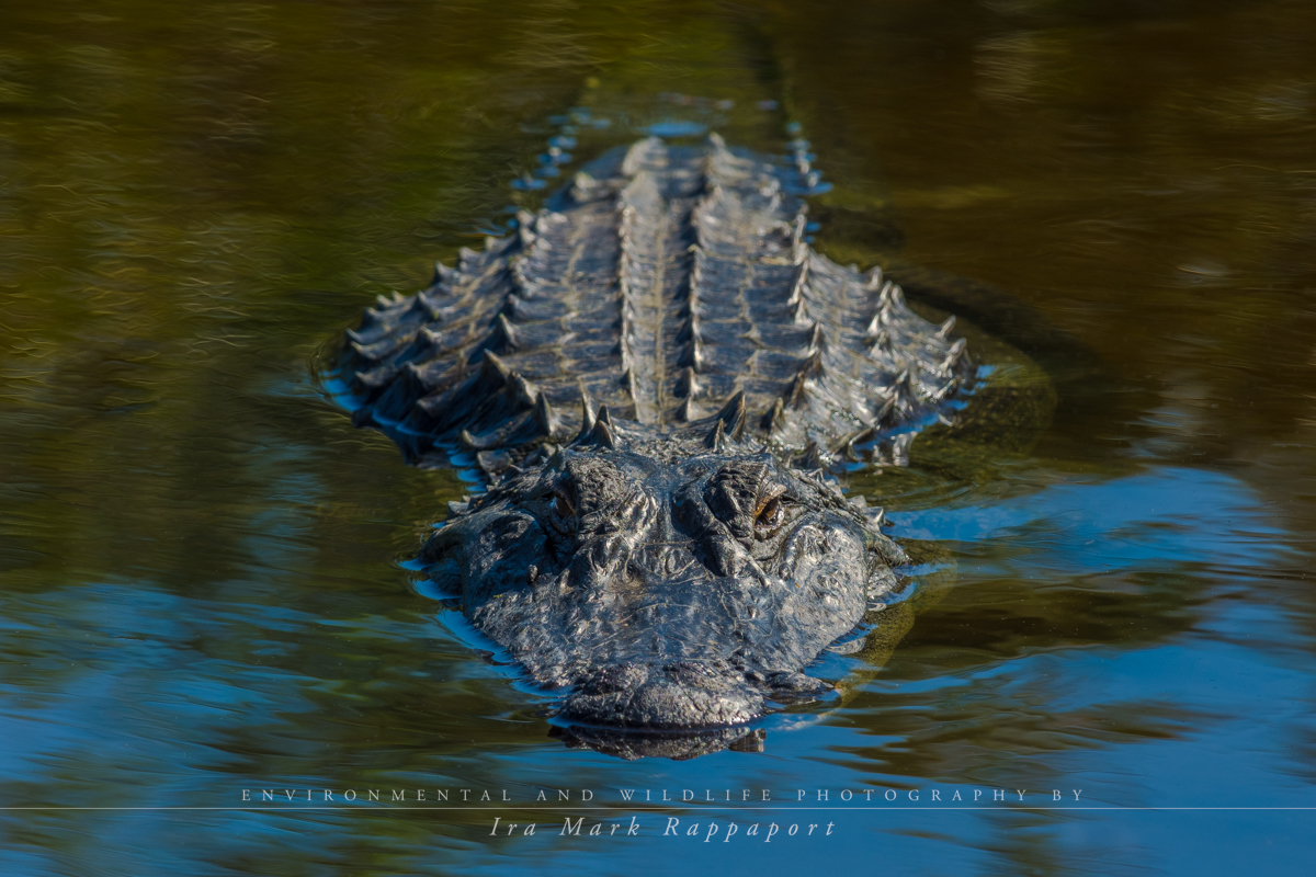 Alligator-2.jpg