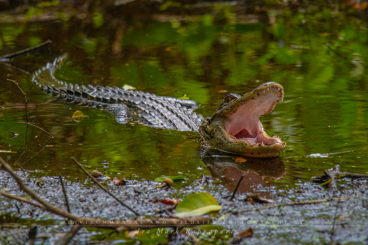 Alligator-3.jpg