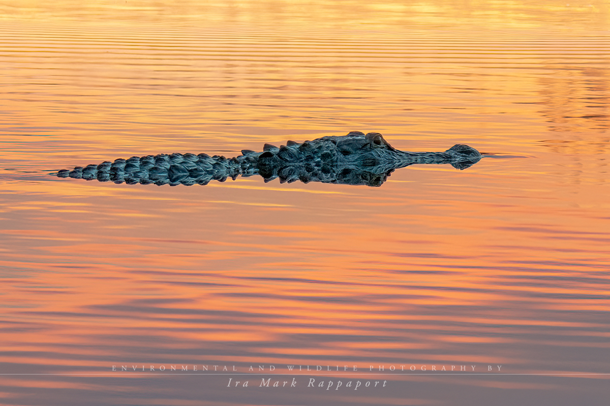 Alligator at sunset.jpg