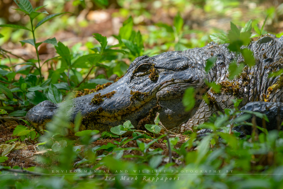 Alligator hidding in the weeds.jpg
