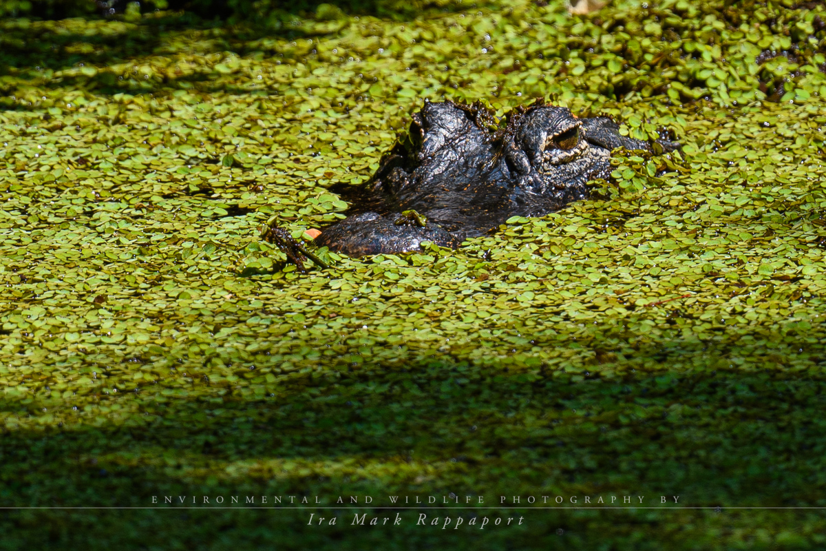 Alligator hiding-2.jpg
