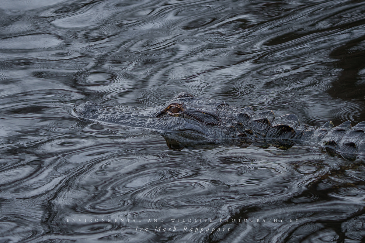 Alligator in dark water.jpg