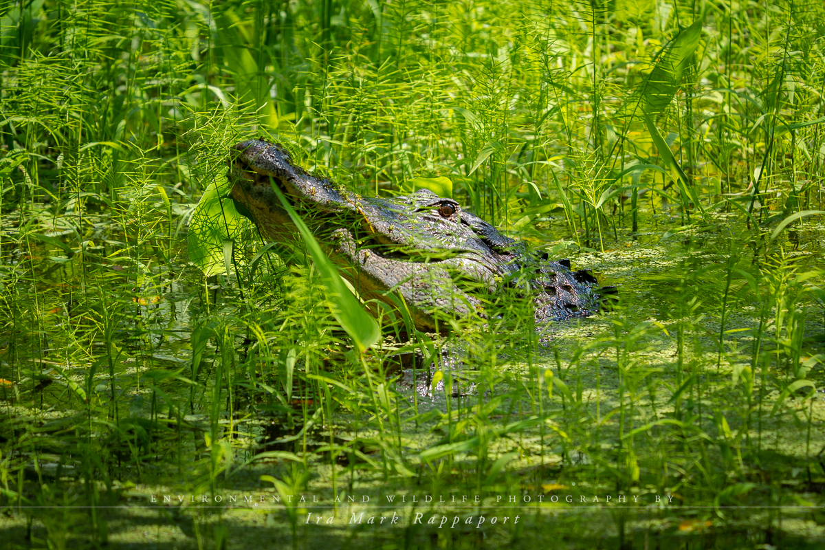 Alligator in the marsh.jpg