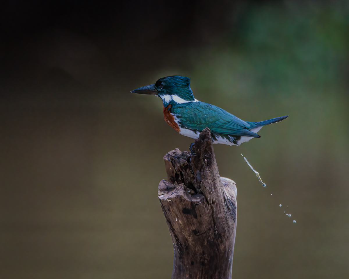 Amazon Kingfisher - BCG-R5B12602.jpg