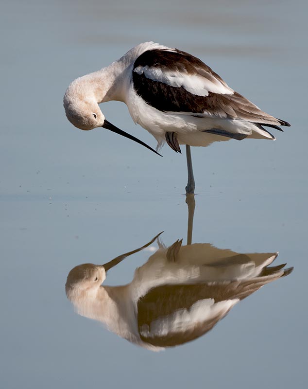 American Avocet 850_2386.jpg