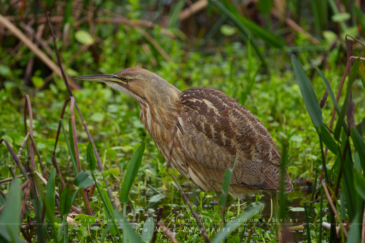 American Bittern-2.jpg