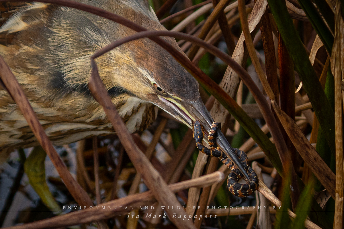 American Bittern 6-2.jpg