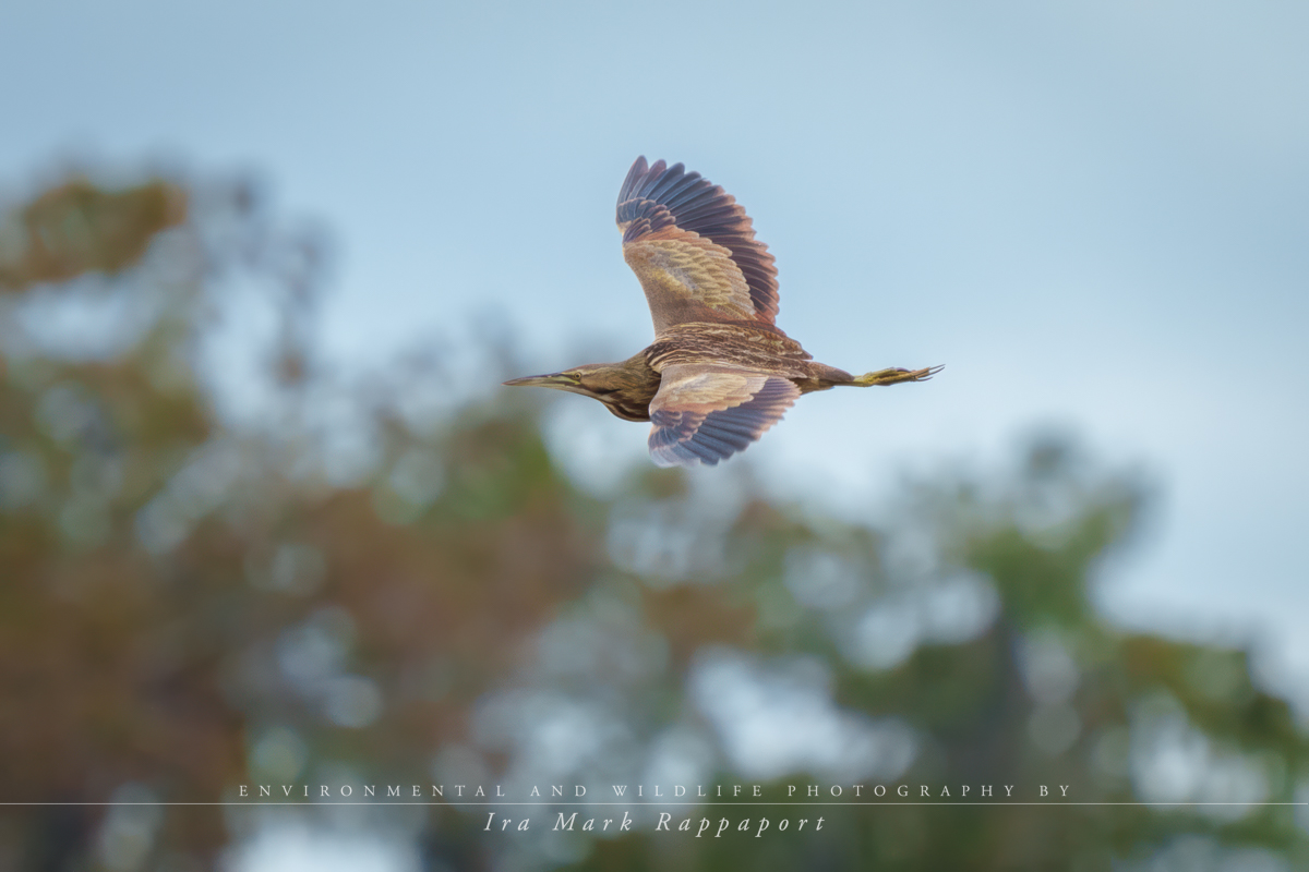 American Bittern.jpg