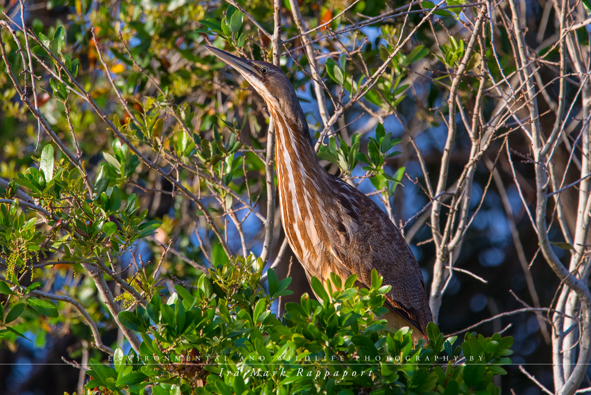 American Bittern.jpg