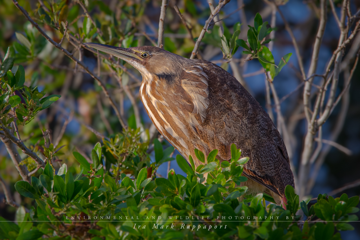 American Bittern perched.jpg