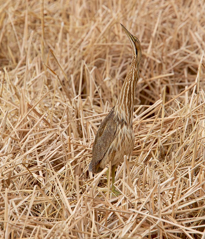 American Bittern  Whitewater Draw 01242013_T7A1348.jpg