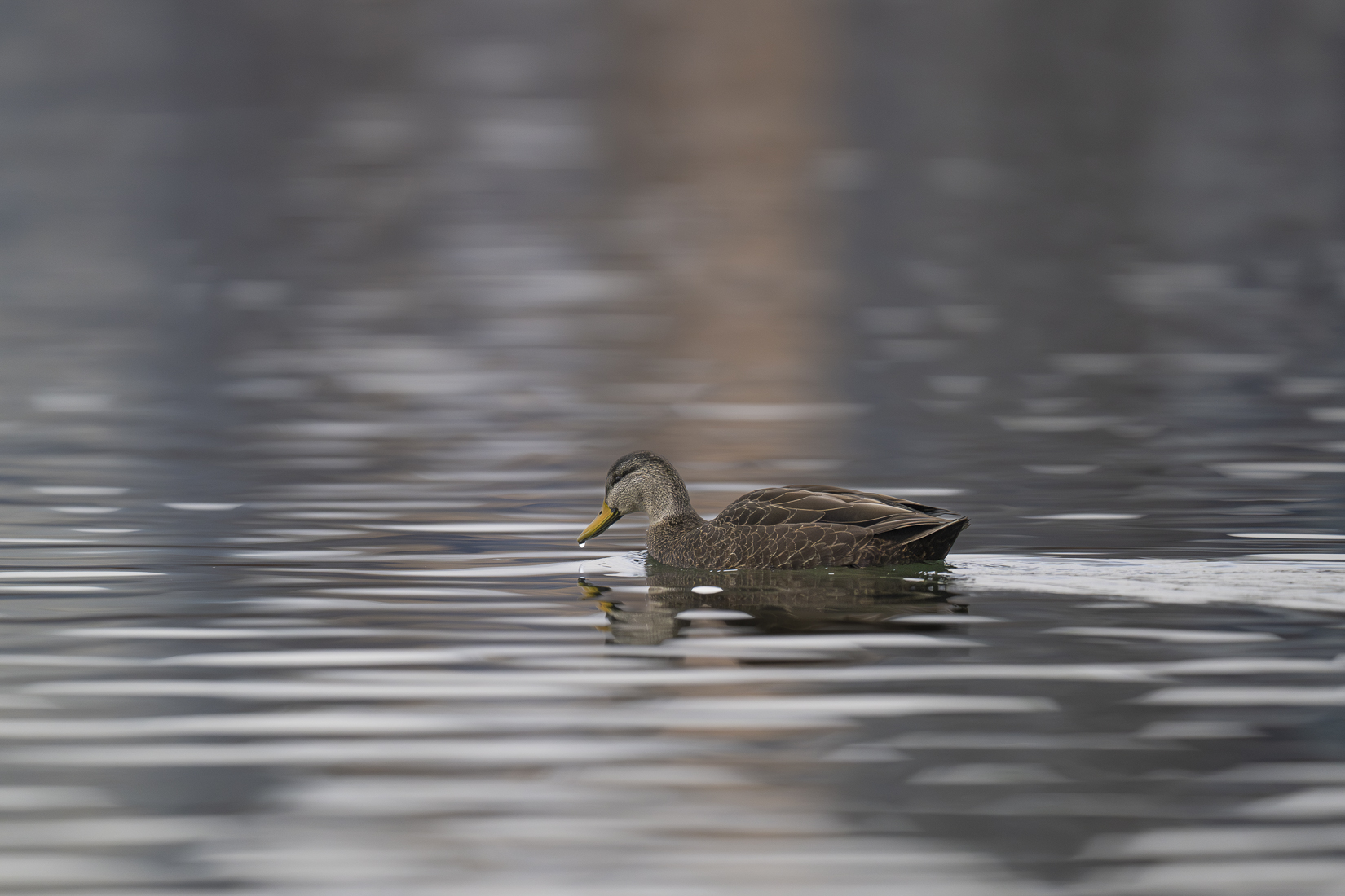 American Black Duck with new lens sized.jpg