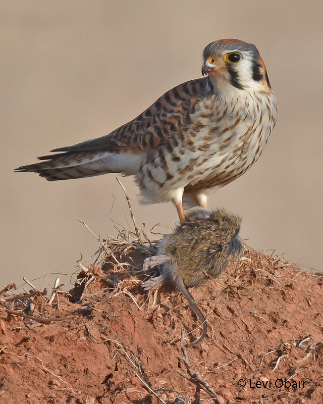 American Kestrel 13b 02-04-2017.jpg