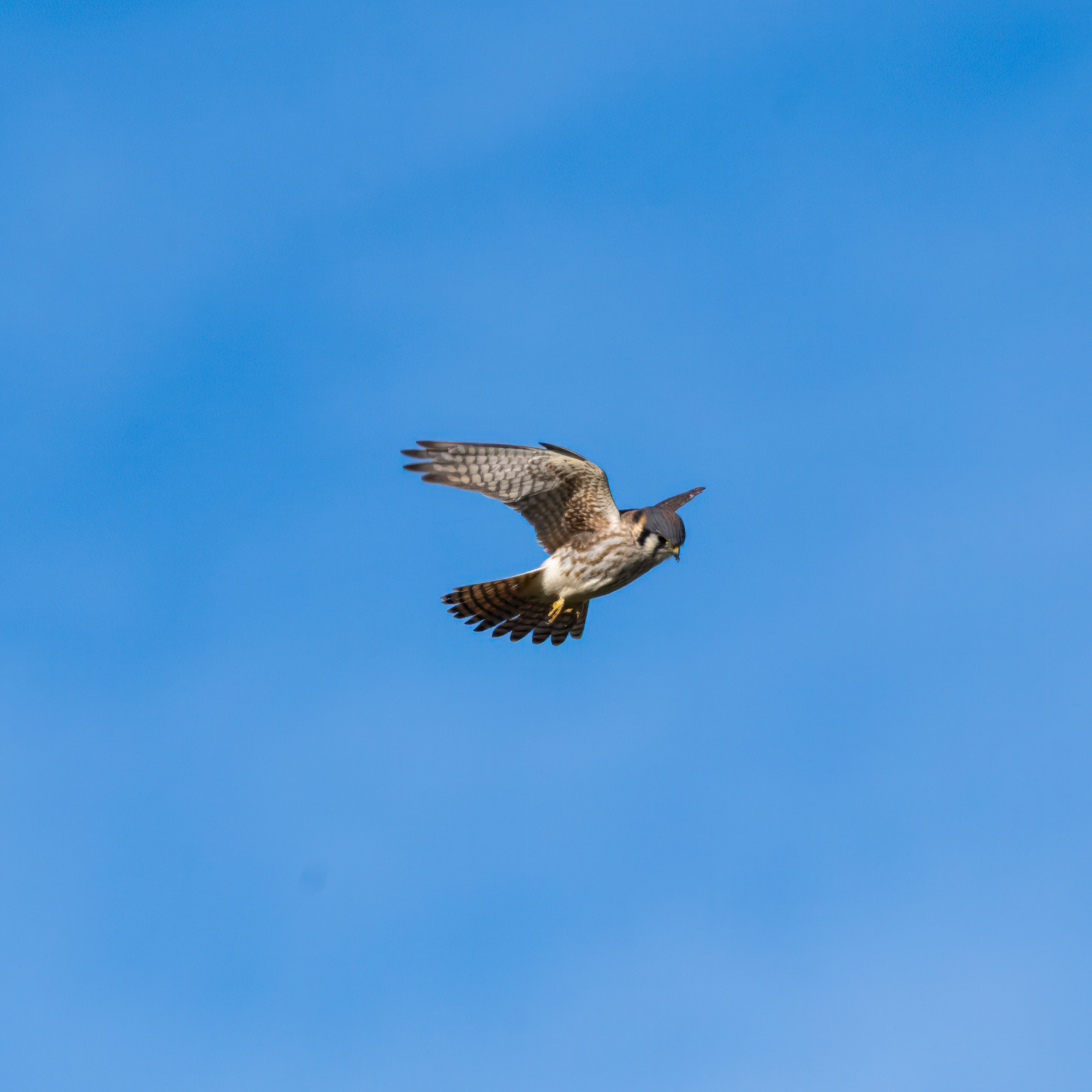 American Kestrel-2.jpg