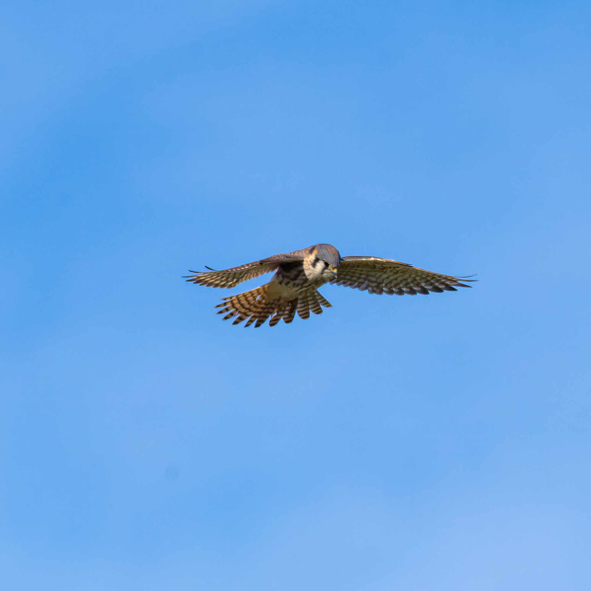 American Kestrel-3.jpg