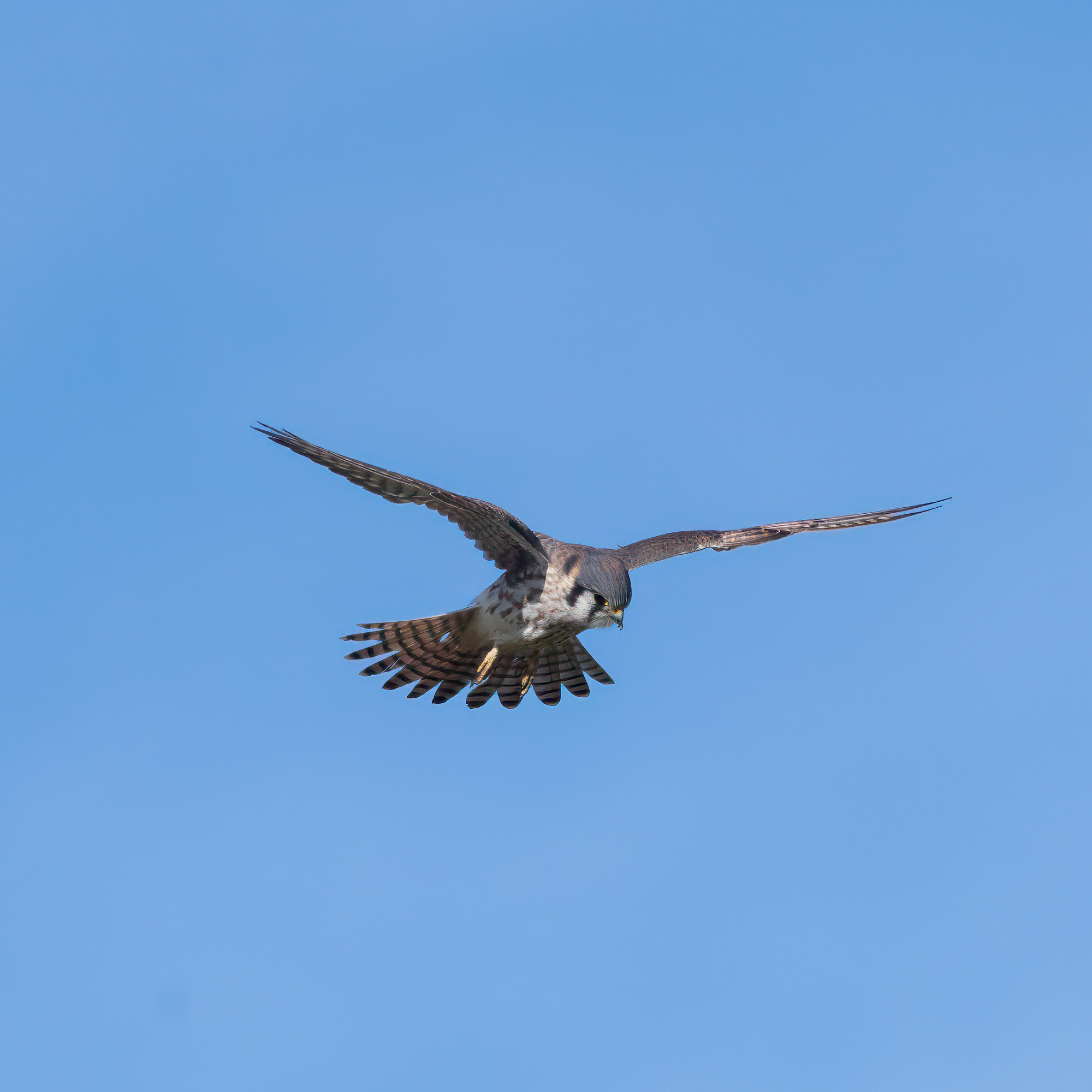 American Kestrel-4.jpg