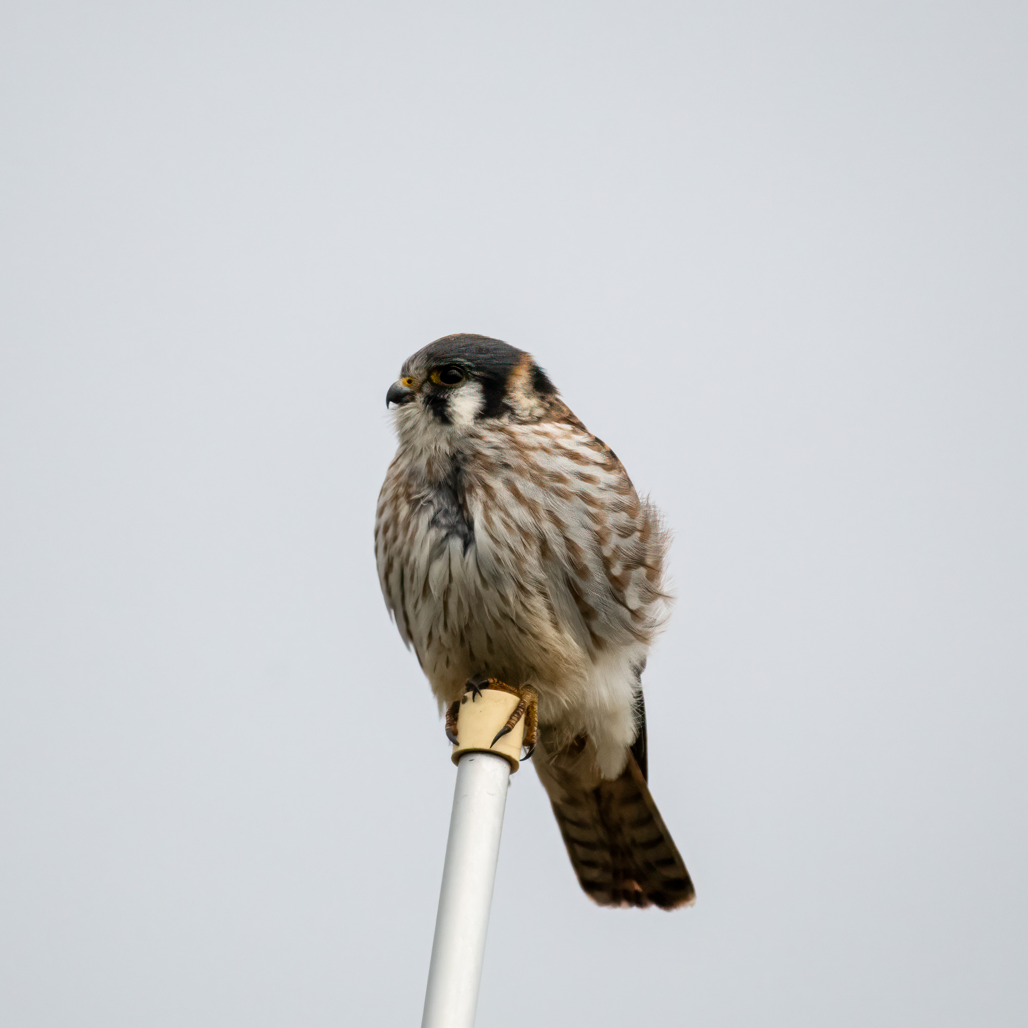 American Kestrel-5.jpg