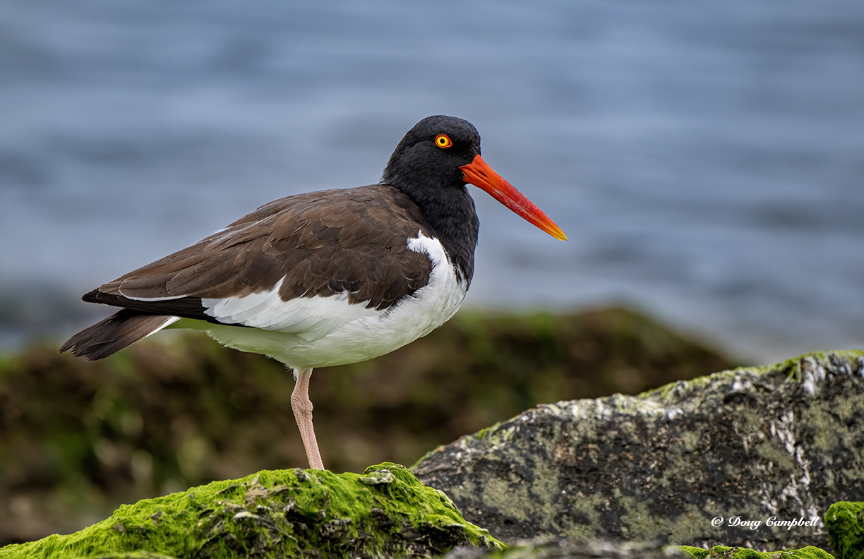 AMERICAN OYSTERCATCHER - 9286.jpeg