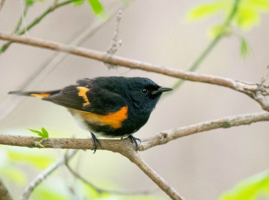 American Redstart  Magee Marsh 500_658605082019-denoise-low-light.jpg