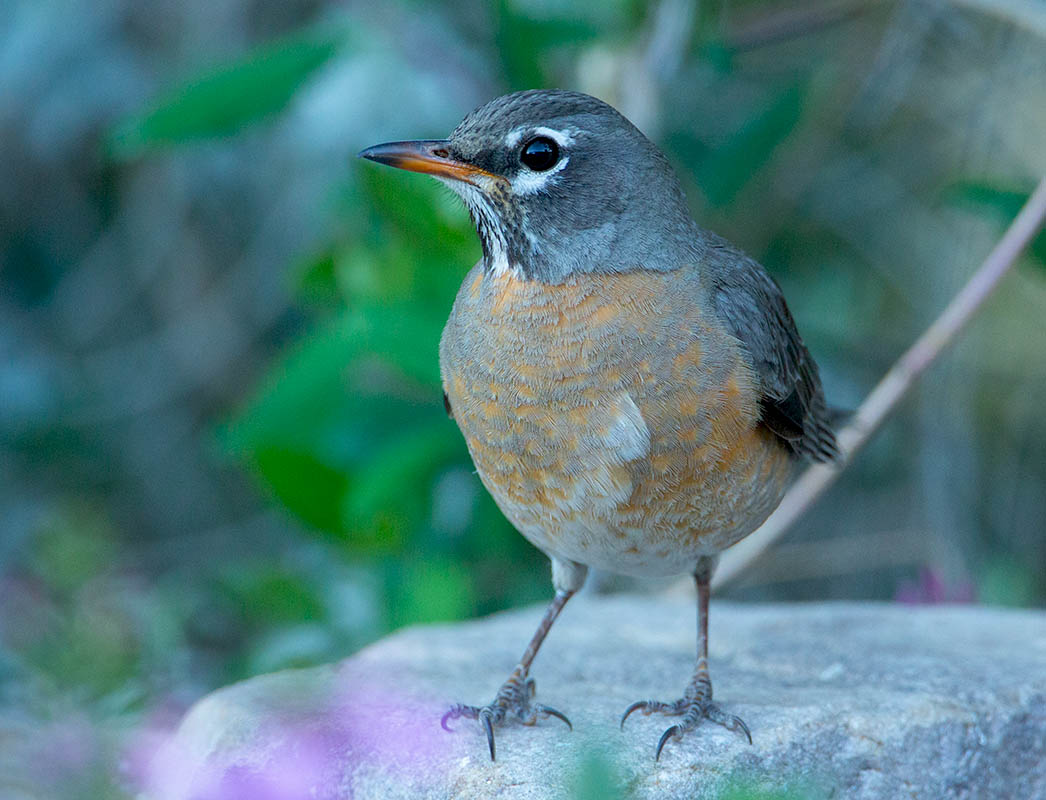 American Robin  4357 04032014.jpg