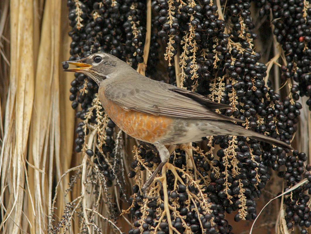 American Robin  Agua Caliente r  02272010854Z5162.jpg