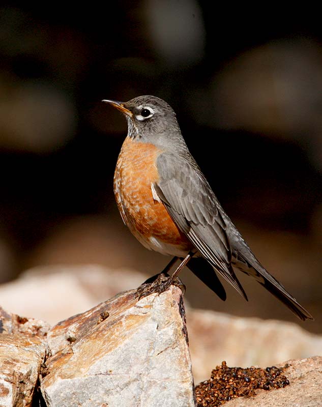 American Robin20100211 Feltner's Yard_54Z9410.jpg