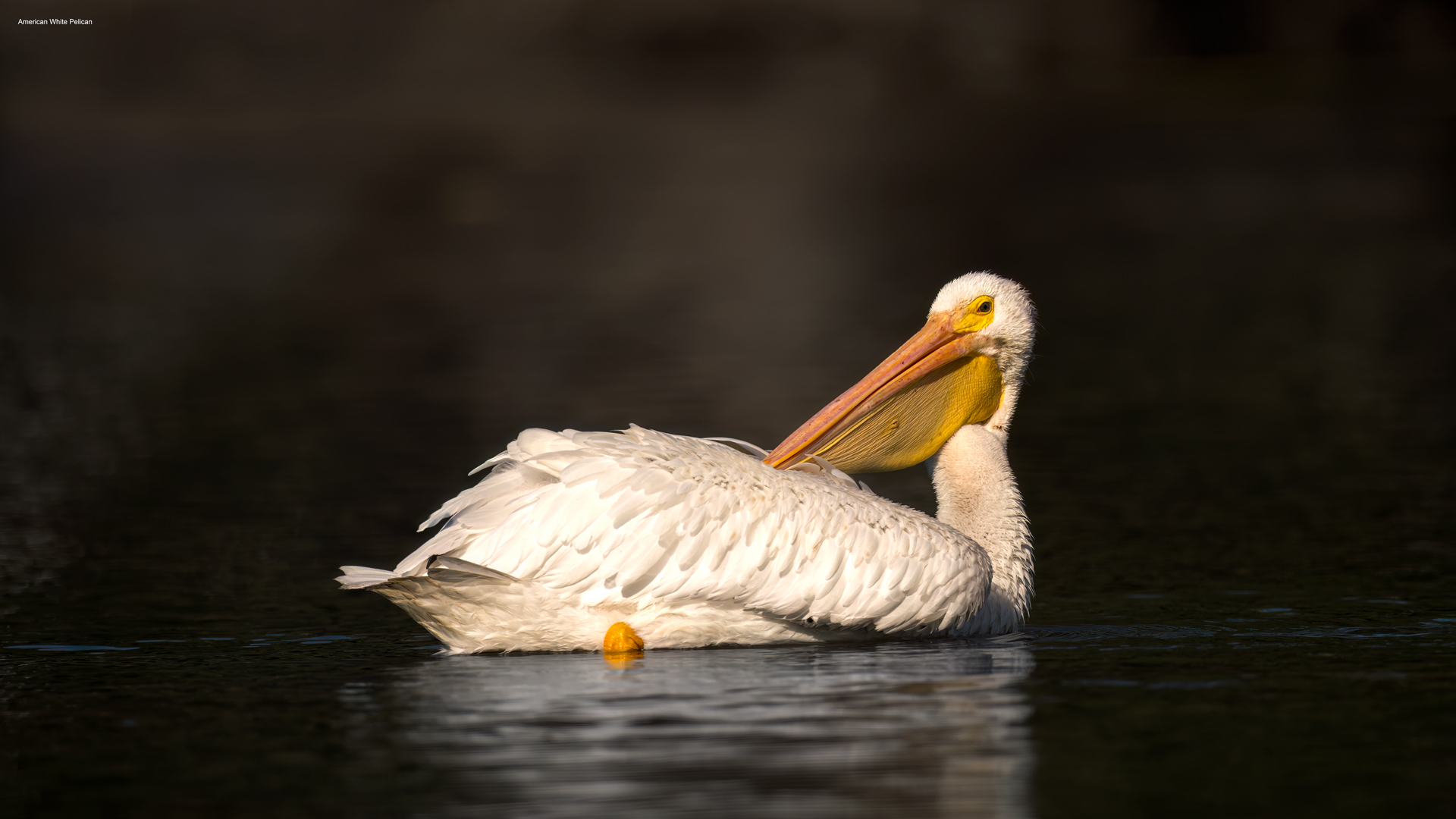 American White Pelican Santee Lakes.jpg