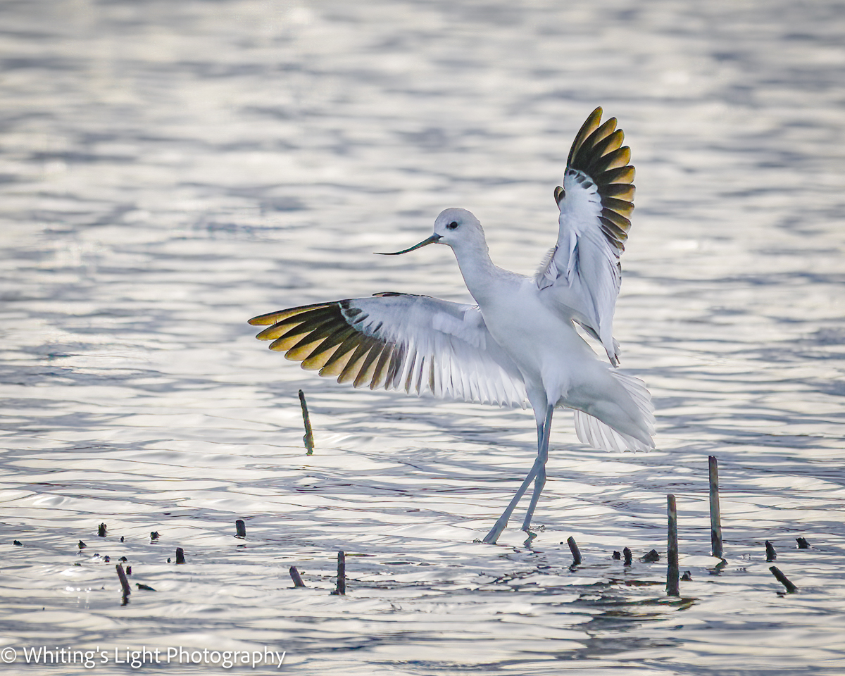 AmericanAvocet.jpg