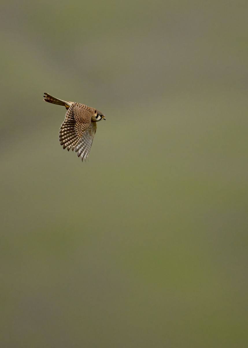 AmericanKestrel.jpeg