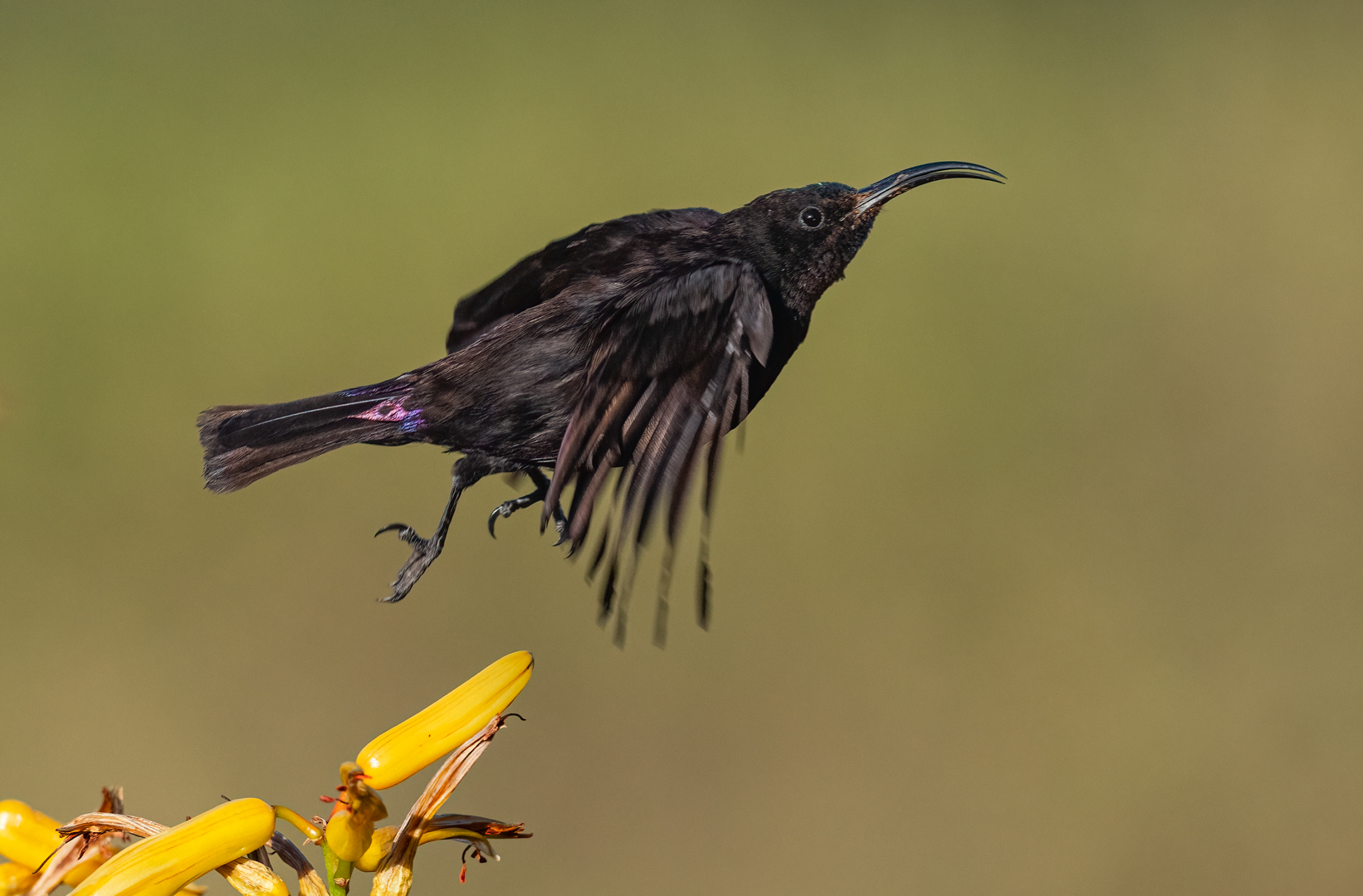 Amethyst Sunbird take off.jpg