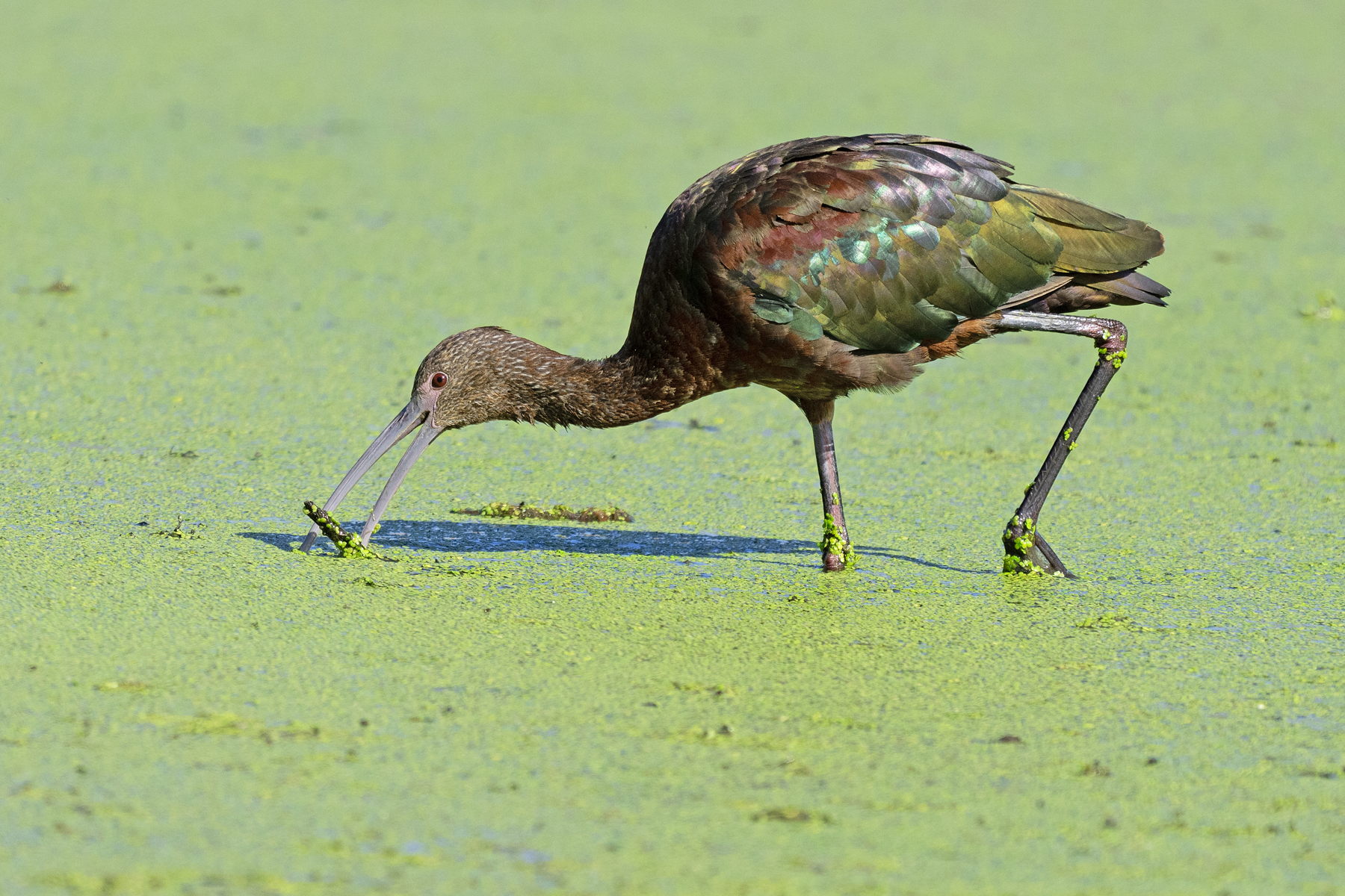 AN IBIS IN THE DUCK WEED  back country _DSC7073.jpg