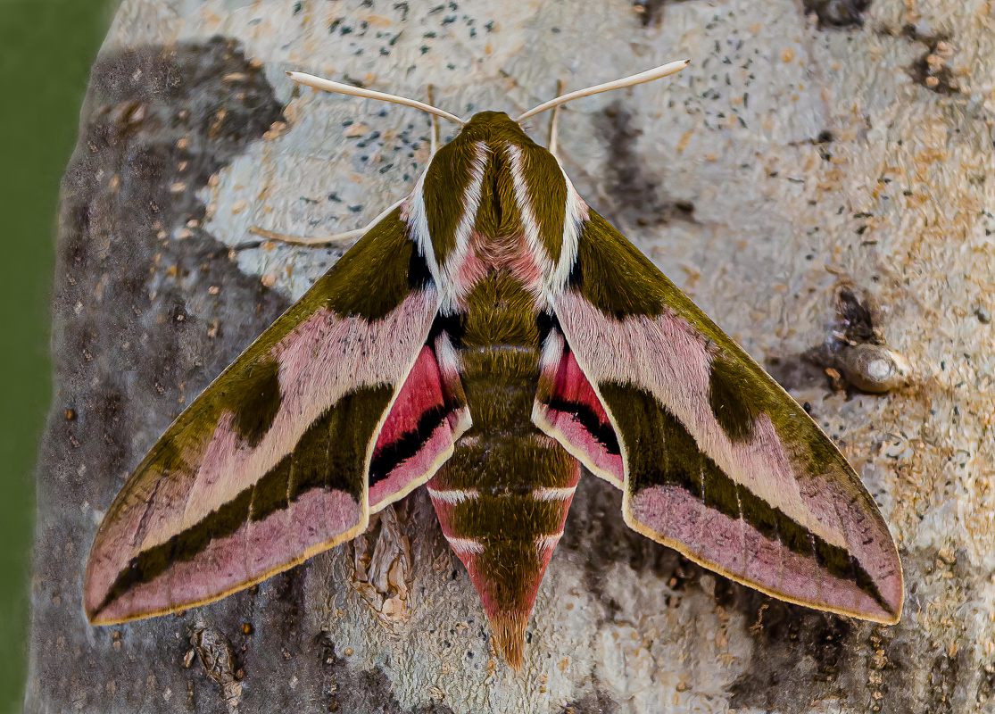 Fugler Pass på --- Farlig Spurge Hawkmoth-larve! | Backcountry Gallery Photography Forums