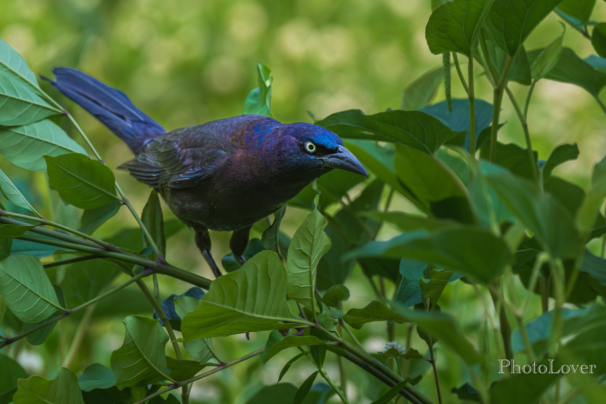 Why do grackles always look angry? | Backcountry Gallery Photography Forums