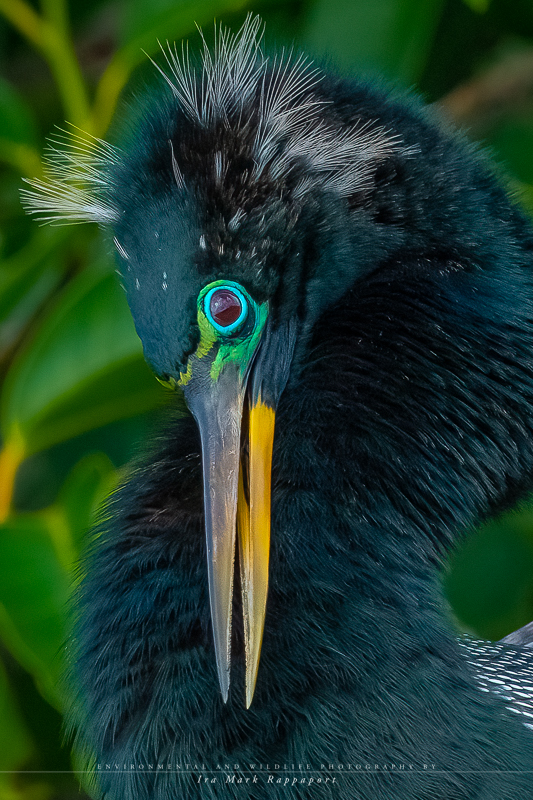 Anhinga-Edit.jpg