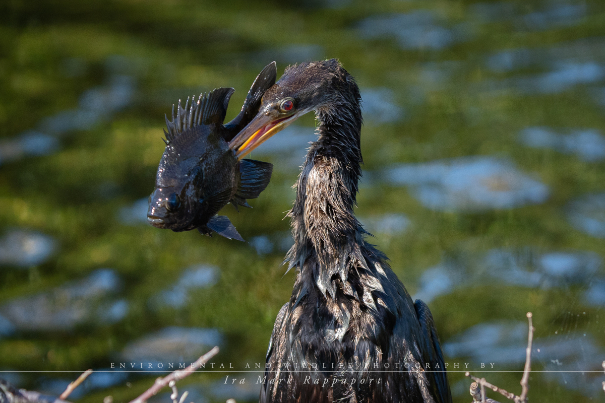 Anhinga with fish 1.jpg