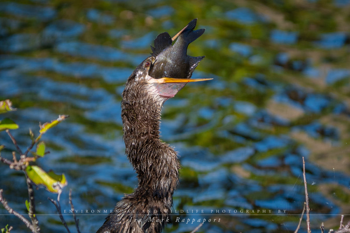 Anhinga with fish 2.jpg