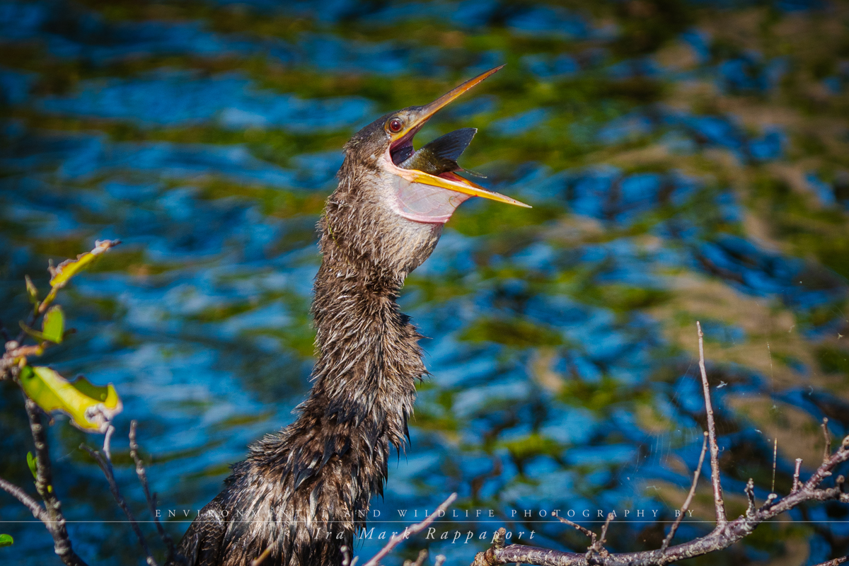 Anhinga with fish 3.jpg