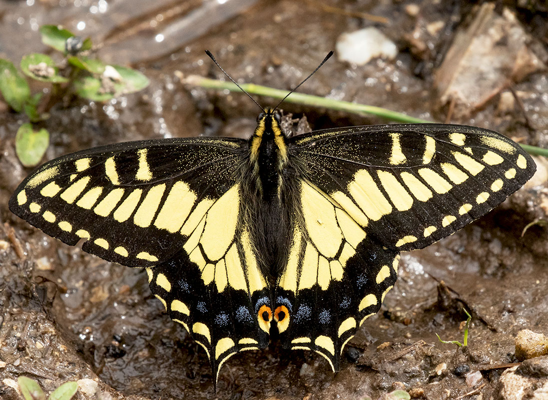 Anise Swallowtail Kaibab 070320157X0A9346.jpg