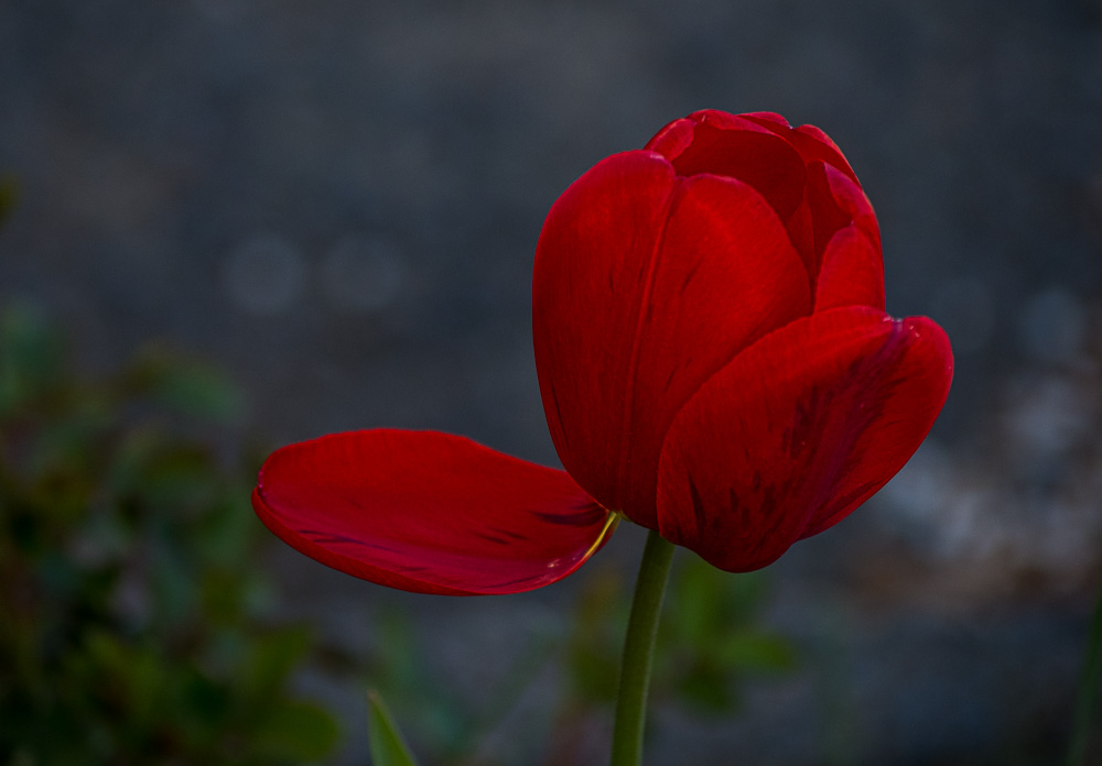 another red tulip-2184.jpg