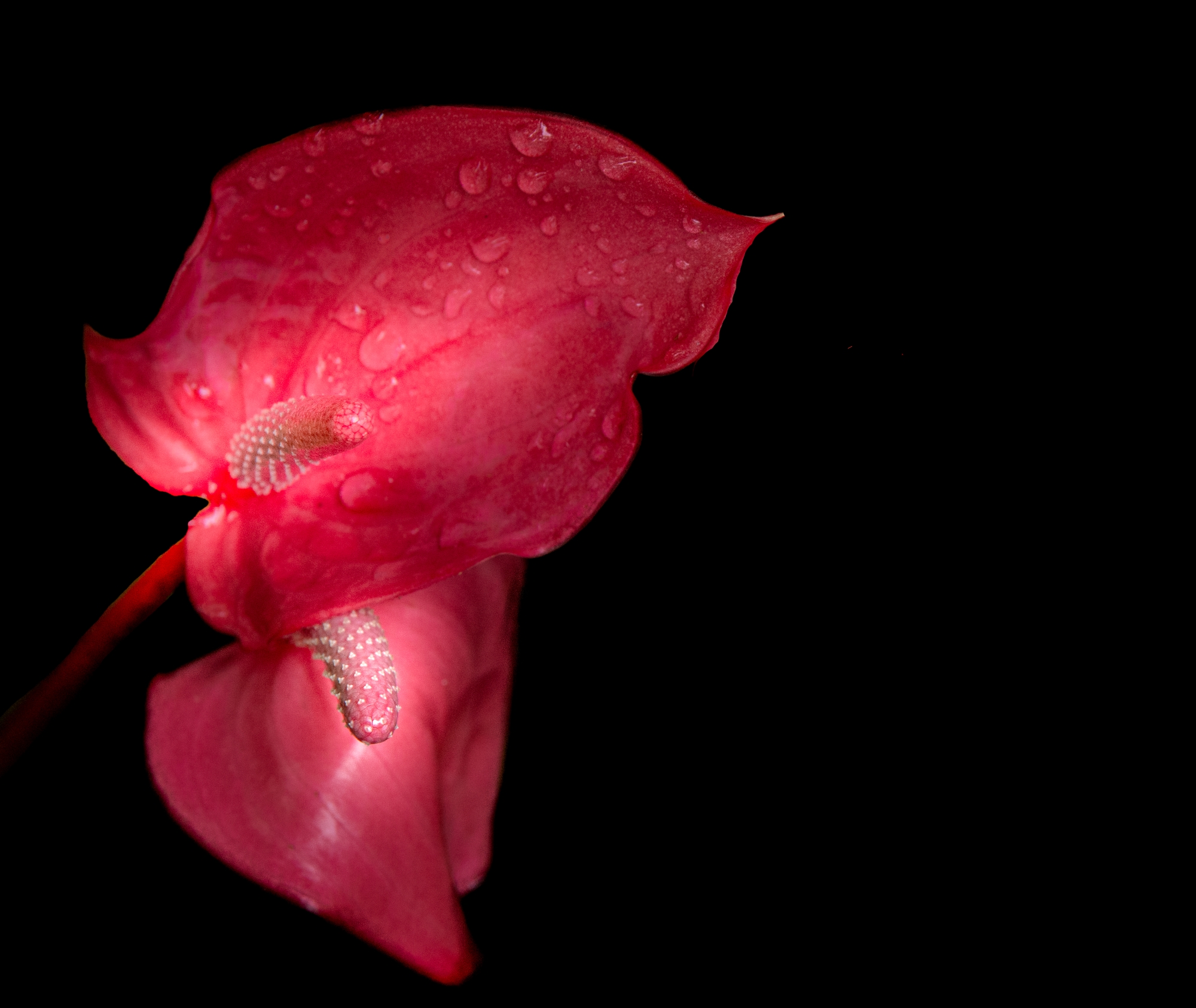 Anthurium 2000.jpg