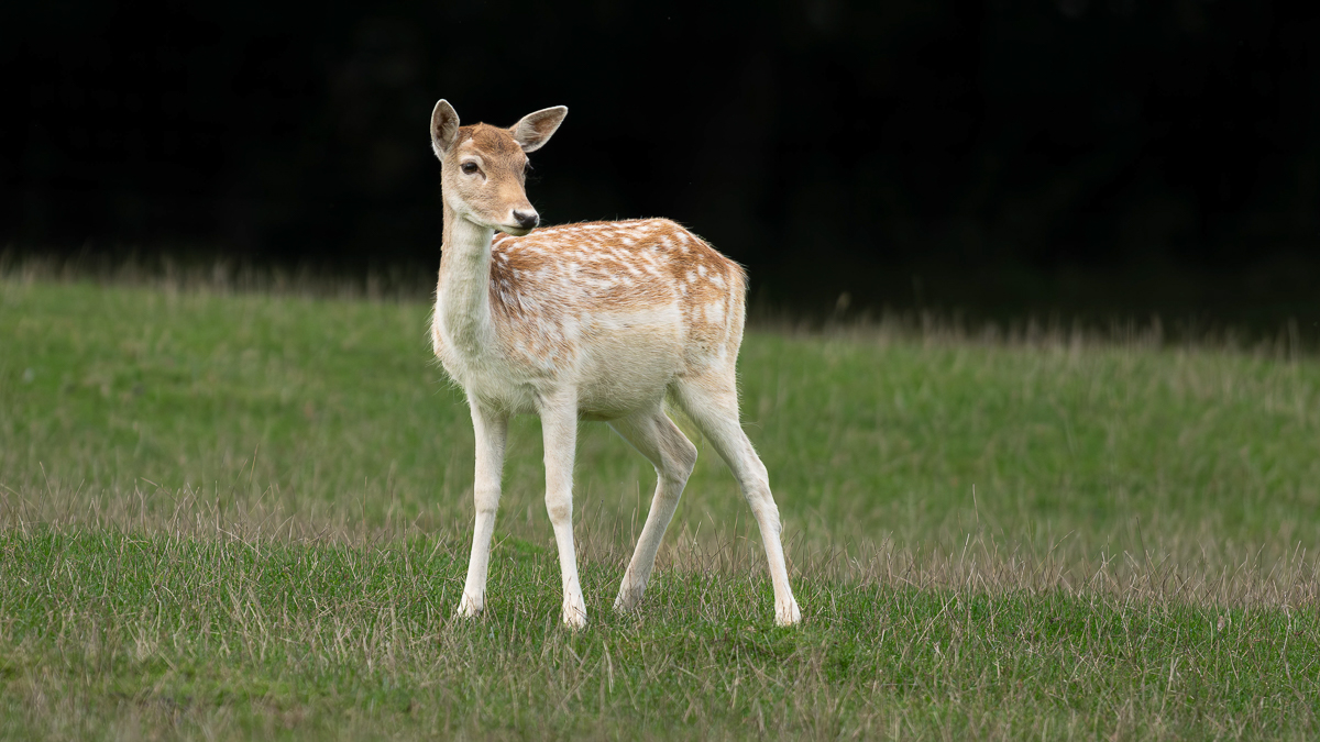 APArbon_Fallow Deer_BCG.jpg