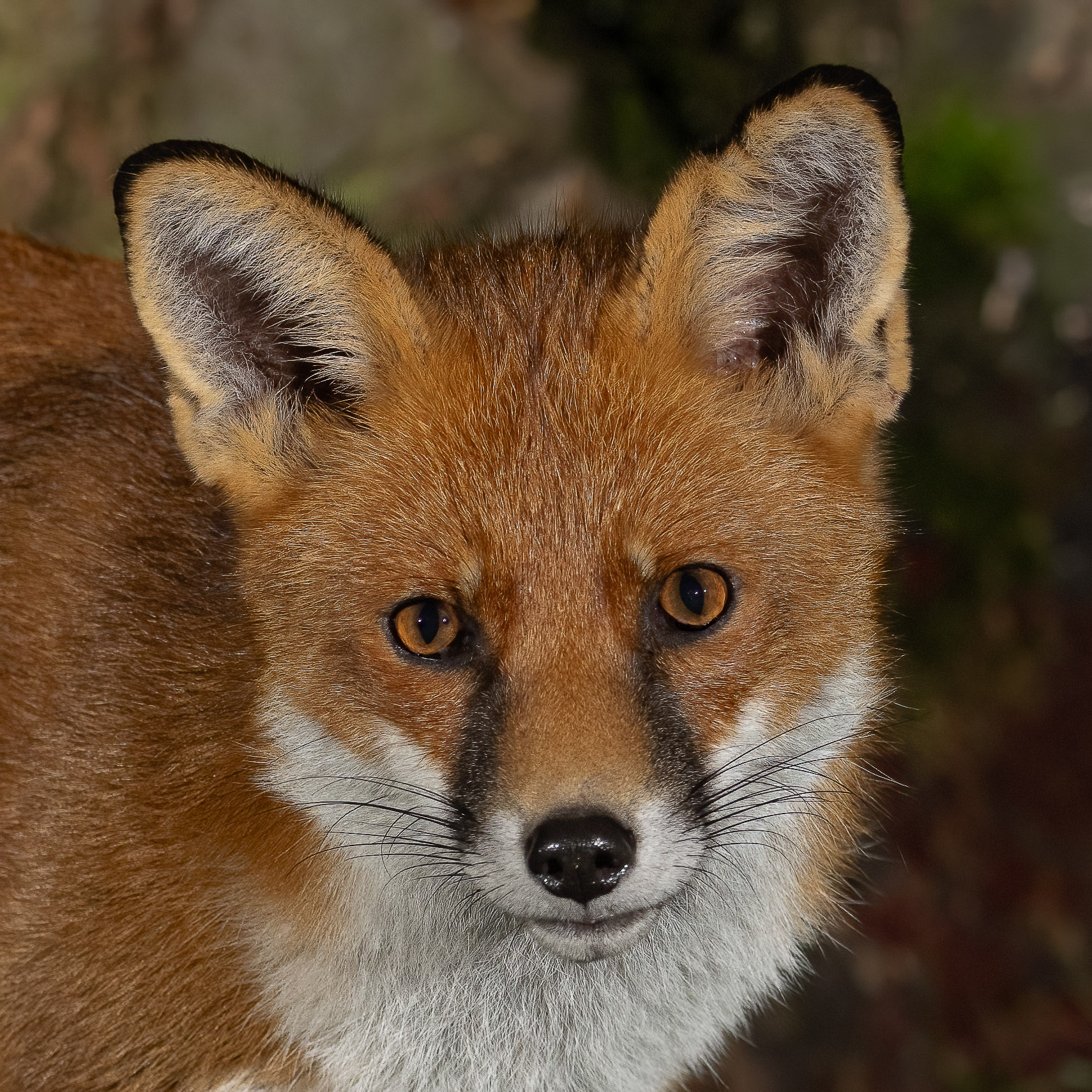 APArbon_Red Fox_BCG_02.jpg