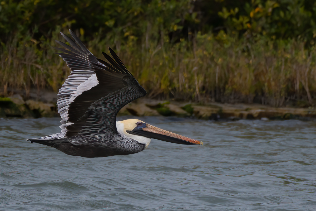 Aransas-20201121-357.jpg