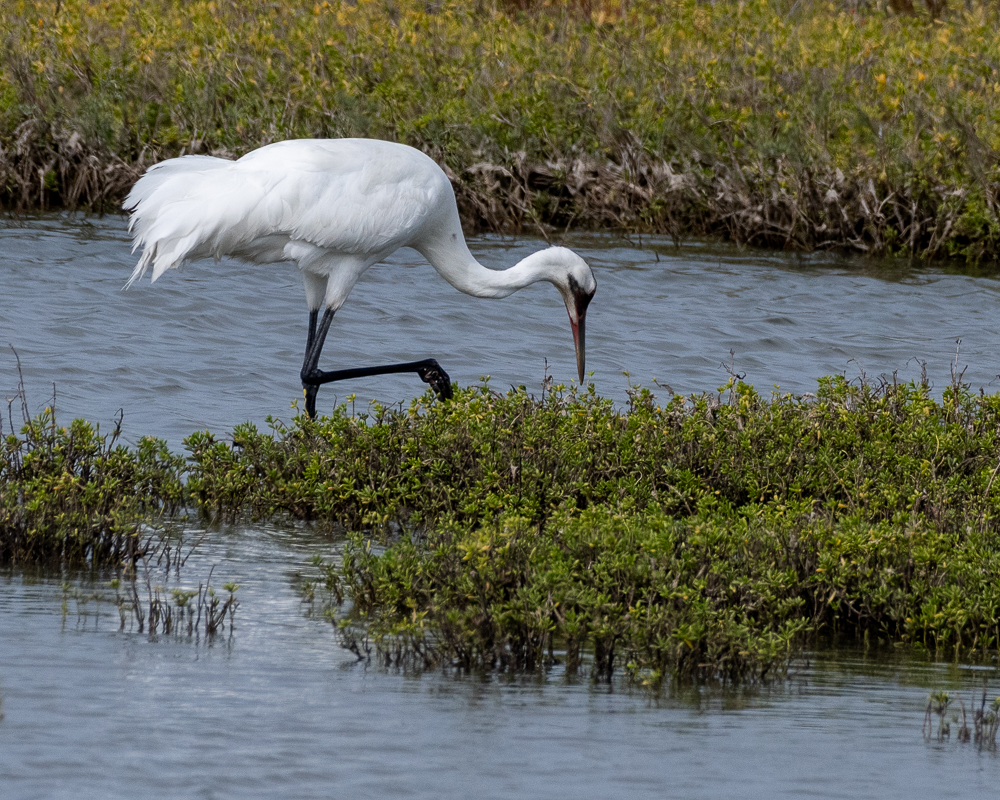 Aransas-20201121-530.jpg