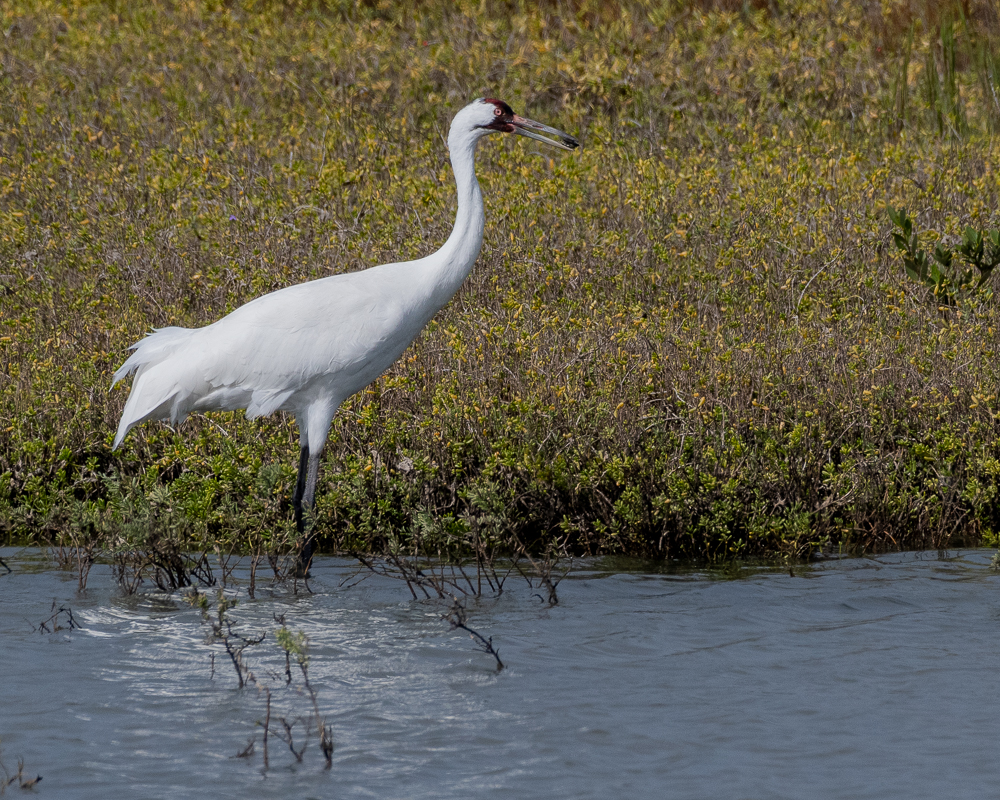 Aransas-20201121-544.jpg