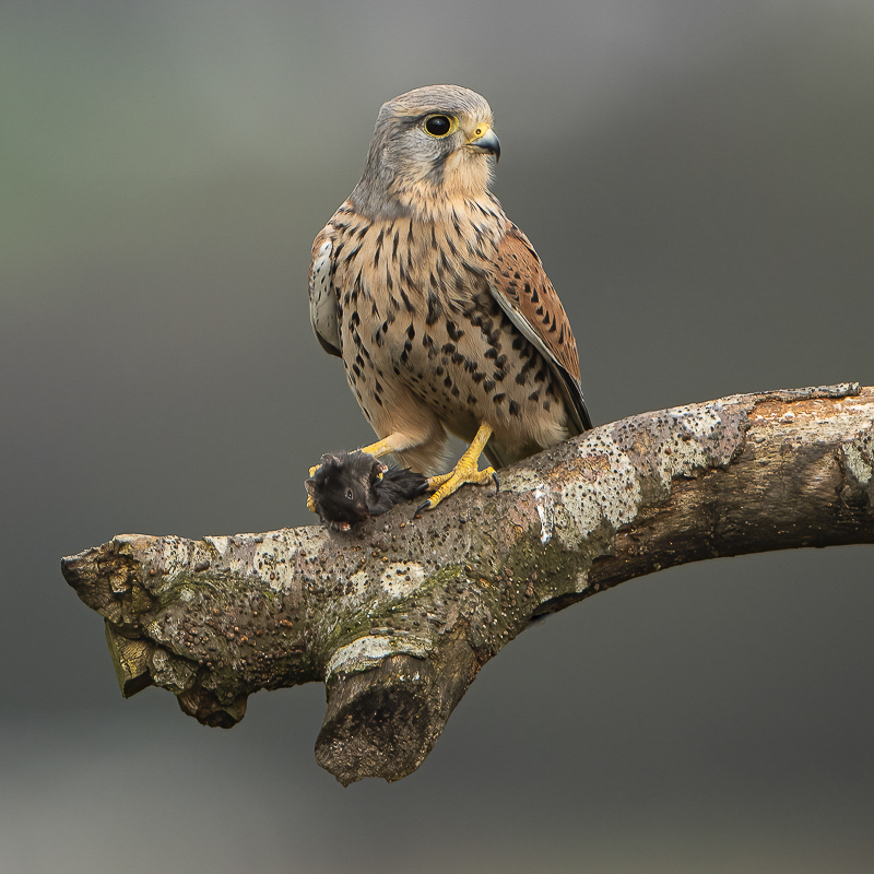 Arbon_10_Kestrel_ 13-03-2024_01.jpg